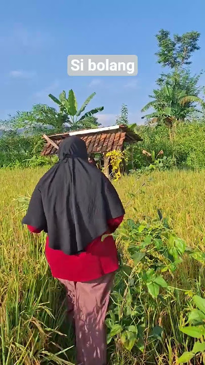 Serunya main di sawah 📍 Tegal #sawah #sawahpedesaan #tegal #jawatengah #centraljava