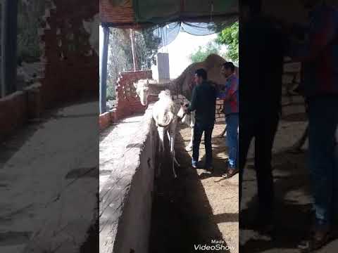 ايمن العجوز 