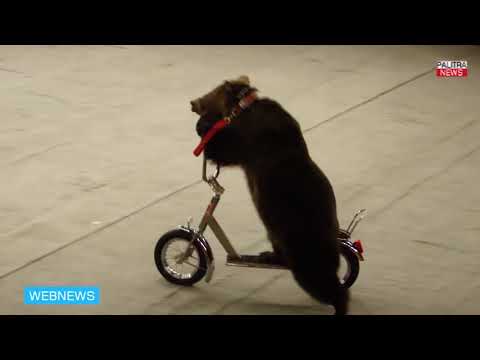 ველოსიპედით მოსიარულე დათვები