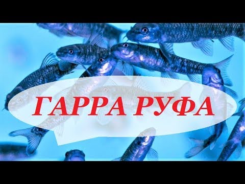 Видео: Как да развъждаме риба Gara Rufu