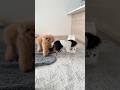 いちいちついてくるのやめて〜😅 #dog