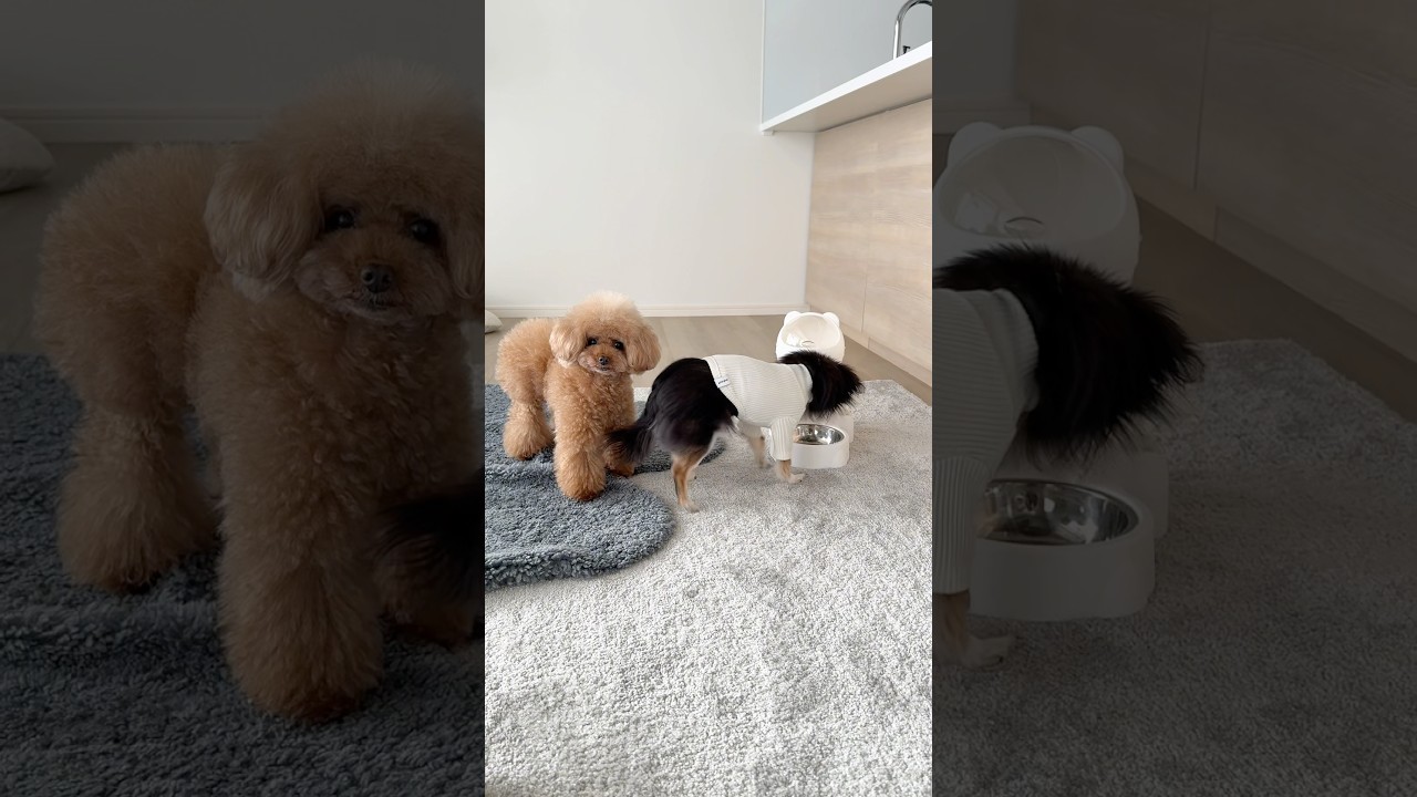 いちいちついてくるのやめて〜😅 #dog