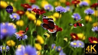 Calm Musik – Relaxing Soundscapes