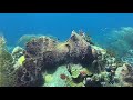 Video taken with SeaLife SportDiver Underwater Housing for iPhone® with iPhone 11 Pro Max