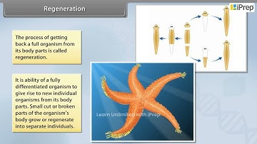 Budding Spore Formation Regeneration Fragmentation |  How Do Organisms Reproduce? | Science| Cl 10