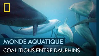 Les Coalitions Entre Dauphins Lultime Technique Pour Se Reproduire