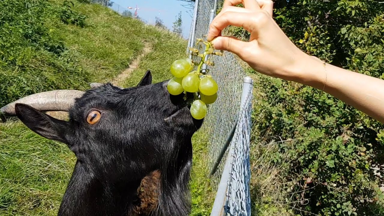 Funny Goats Eating Grapes | Funny Animal Videos | Switzerland & Swiss  Animals - YouTube