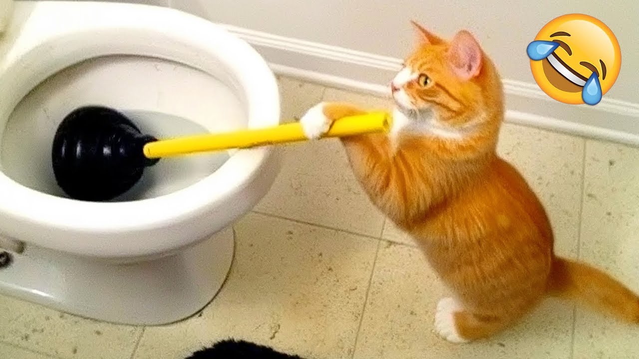 Funny Pet Moments Make You Laugh Out Loud #58