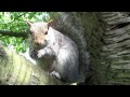 Abbey Gardens Squirrels   Sony HDR-CX330 Test