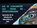 Reflexiones de vida | Aprende del Halcón | Juan Sebastián Gil