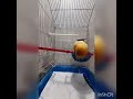 تزاوج الكناري ماشاء الله #canary #nature #canary #birds #birdsounds #lovebirds