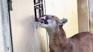 【とくしま動物園】戸口から飼育員さんに肉⁉️をもらって食べるピューマのマーコさん❤️2024年４月14日