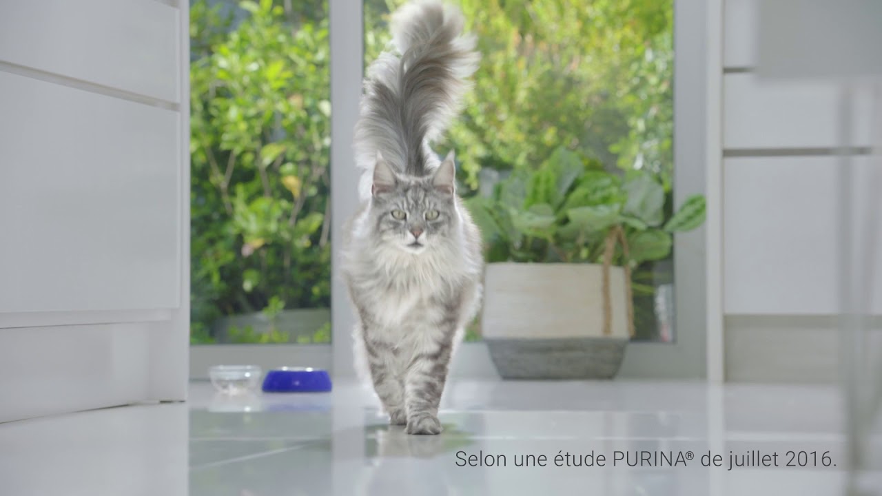 Purina One Le Programme 21 Jours Purina One 10s Youtube