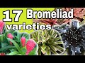 Bromeliad plants+with names//mga pangalan ng halaman