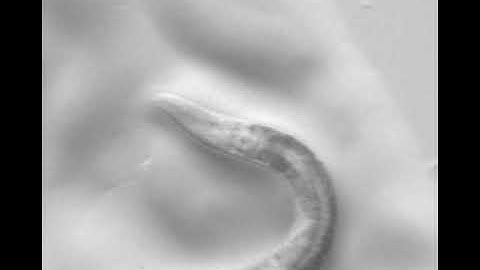 Pharyngeal pumping in unrestrained WT (N2) adult C. elegans nematode