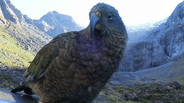 Homer tunnel - Kea fourbe