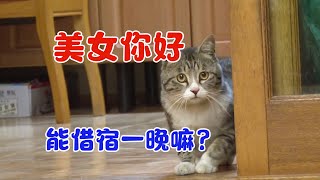 流浪猫为了求屋主收留，它三番五次溜进她家。最后女人的做法令人无语。