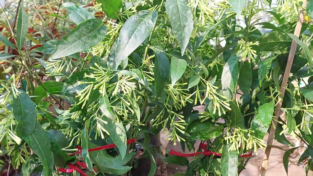 DẠ LÝ HƯƠNG THƠM.NHẤT. VÀO BUỔI NÀO?  NÊN TRỒNG DẠ LÝ HƯƠNG TRONG NHÀ HAY NGOÀI TRỜI? VƯỜN HẢI  ĐĂNG