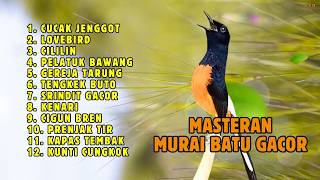 🔴 MASTERAN TERBAIK SEPANJANG MASA MURAI BATU GACOR
