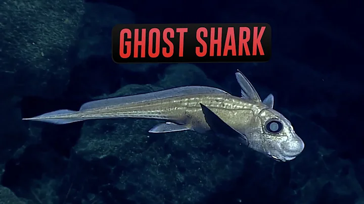 10 Animals You Didn’t Know Existed