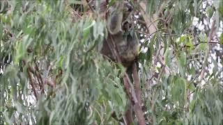 A glimpse at our local wild koala  Jaxson, Goonellbah NSW