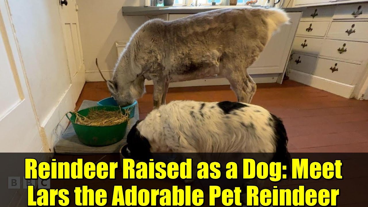 Reindeer Raised as a Dog: Meet Lars the Adorable Pet Reindeer