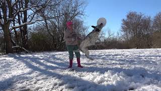 Dog Frisbee Training- February 2021