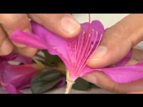 Vídeo: Os Efeitos Benéficos Das Plantas. Parte 10