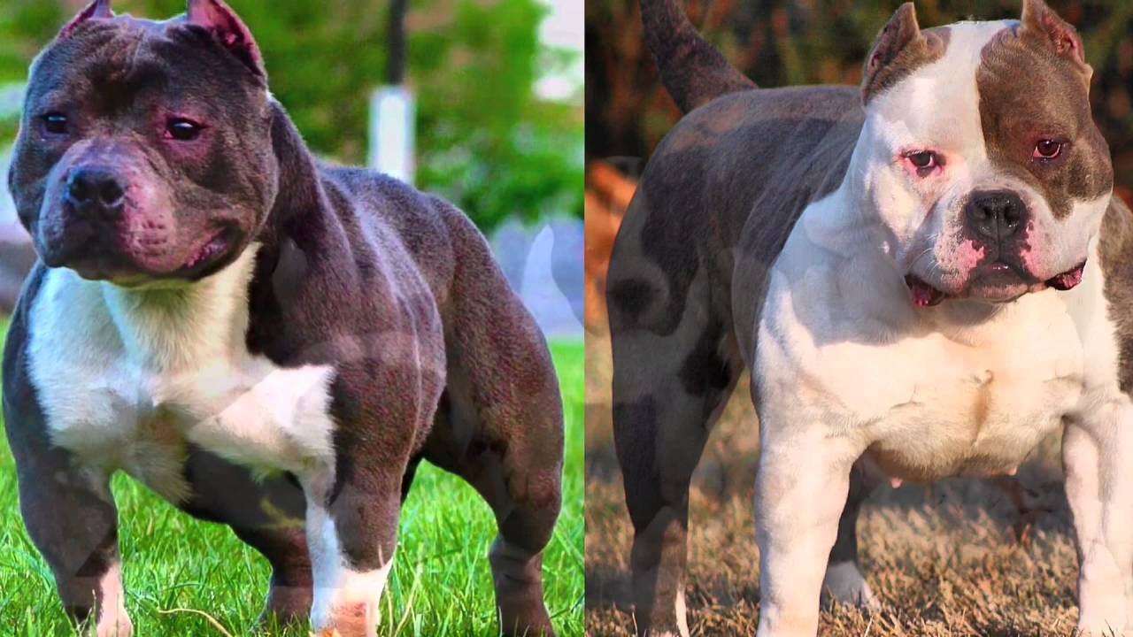 Cutest High Quality Razors Edge American Bully (Pitbull) Puppies - BubbaGump X ABKC Champion Ivy ...