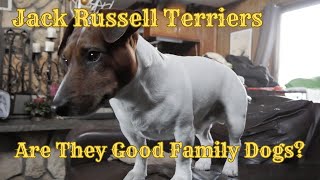 Jack Russell Terrier: The BEST Family Dog?