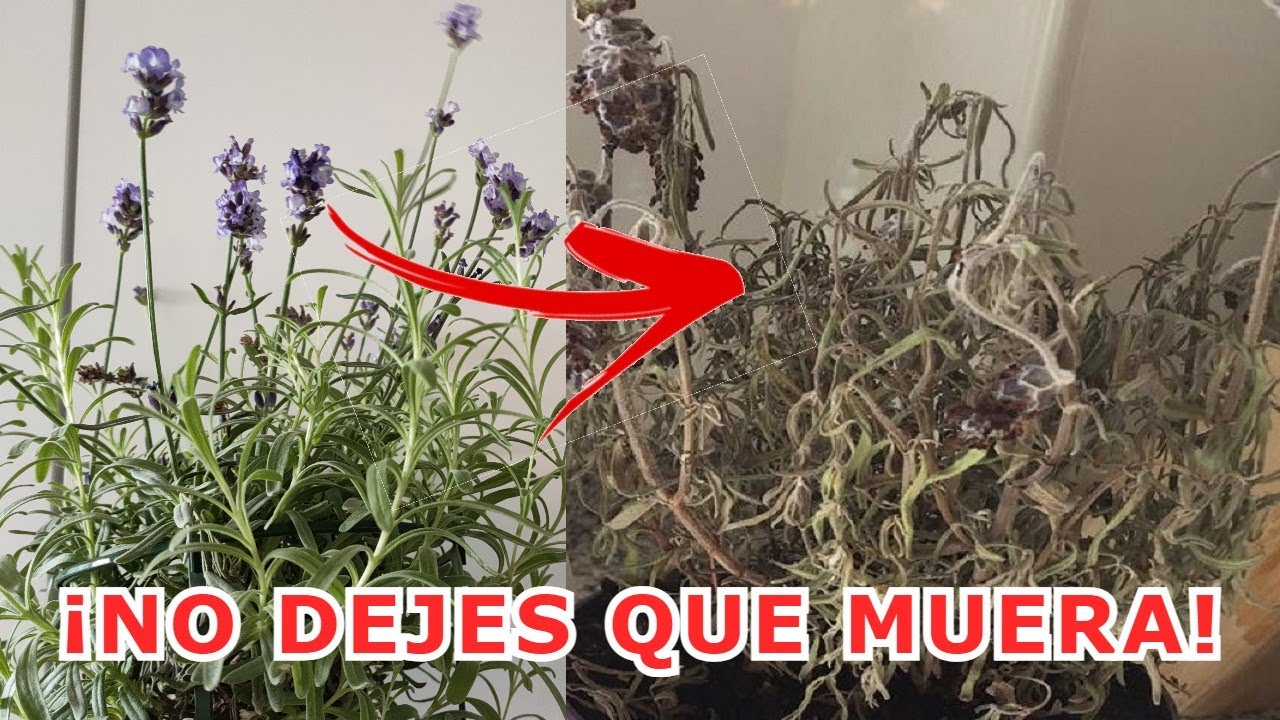 Por qué se seca la lavanda cuando la compro? – Plantas y Jardines