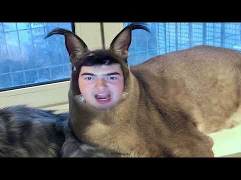 ИМАМ АЛЬ ДРЮЗИ ЗАПРЕЩАЕТ ВАМ МЕМЫ