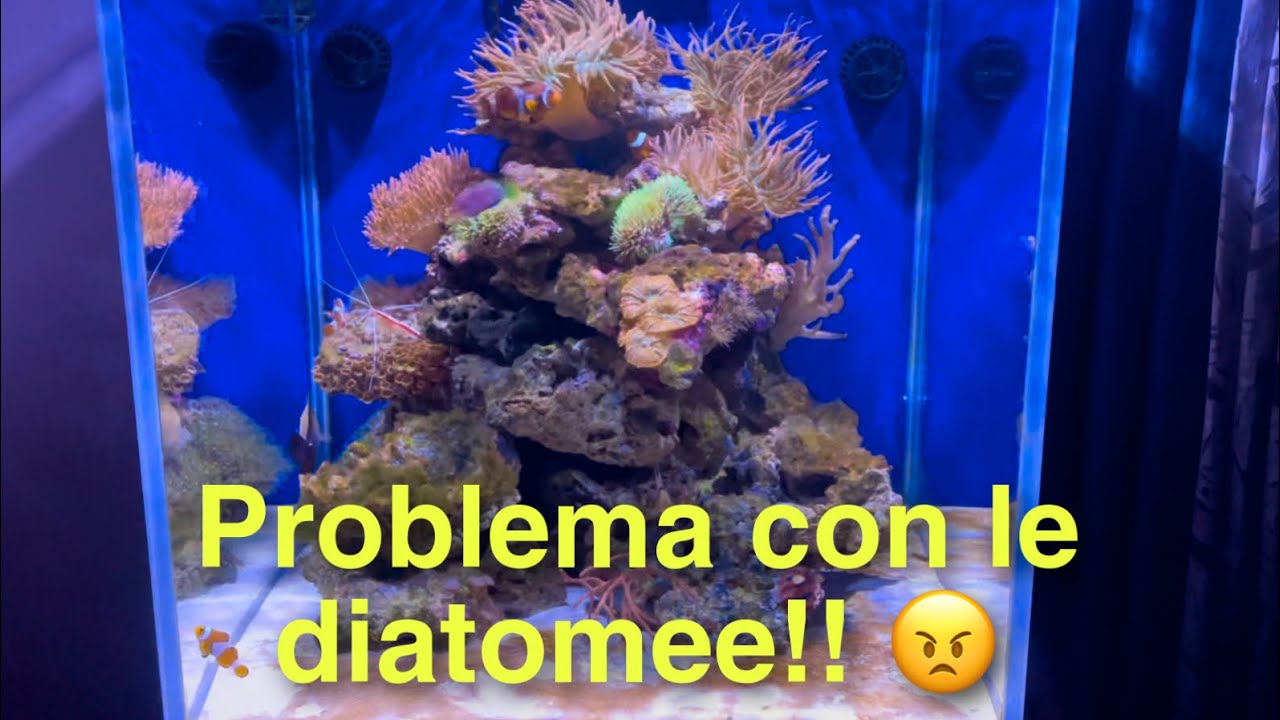 Acquario marino dedicato alle anemoni - problemi di diatomee - YouTube