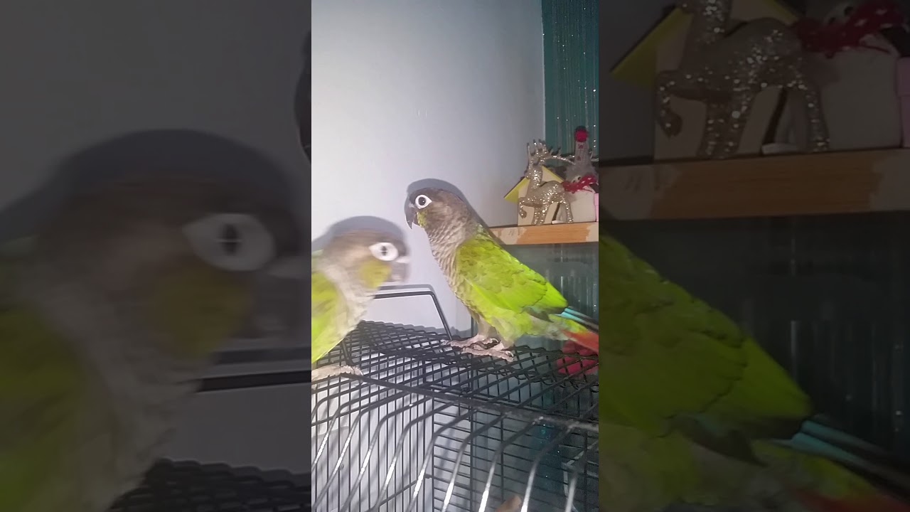 Parrots waving goodbye 