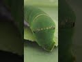 TROUBLE IN THE GARDEN - CATERPILLAR UNDER ATTACK