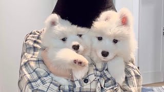 Meeting My Dogs For The First Time by 사모예드 티코 92,625 views 3 months ago 6 minutes, 48 seconds