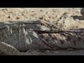 Arabian Lizards