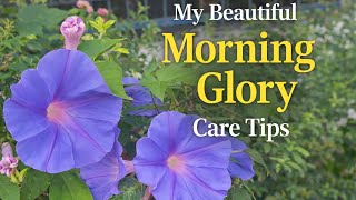 My Beautiful Morning Glory |Planting and Care Tips ✨️💜