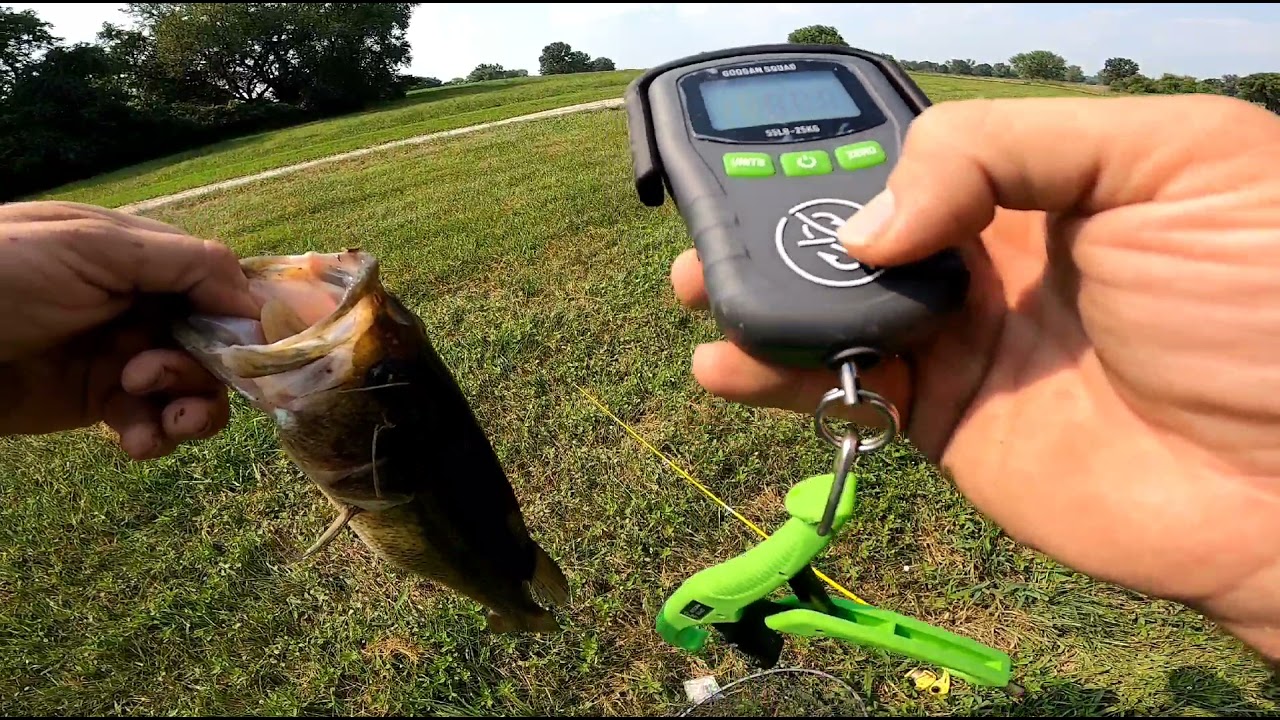 How To Weigh Fish & Hold A Bass Properly (fishing tutorial) Best Scales of  2021 