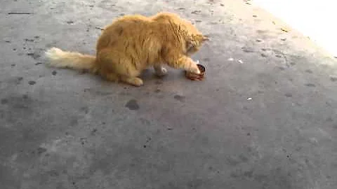 Cat can eat with her paws