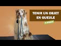 Apprendre  son chien  tenir un objet en gueule  tuto tricks