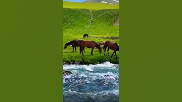 واتس اب قران كريم القارئ ياسر الدوسري (سوره سبإ)