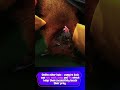 рџ AMAZING VAMPIRE BAT FACTS рџ Shorts Animal Animalfacts рџ AMAZING VAMPIRE BAT FACTS рџ Shorts Animal Animalfacts
