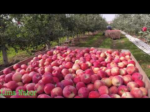 Video: Acerca de las manzanas Crimson Crisp - Cómo cultivar árboles de manzana Crimson Crisp