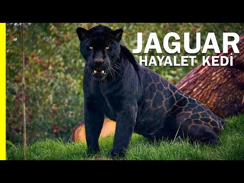 Video: Jaguar: kralların hayvanı