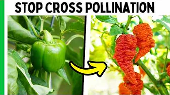 How To Keep Your Pepper Varieties Pure (Easy Method)