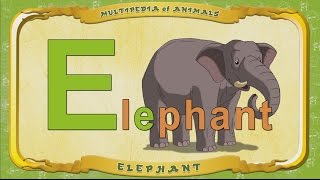 Multipedia Of Animals. Letter E - Elephant