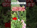 ももいろハートの切り戻し教えます!#ガーデニング #サントリーフラワーズ #サフィニアアート