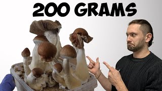 How I Magically Grew Golden Mushrooms in 12 Days! | Teacher Growth Kit Step by Step