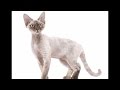 CAT BREEDS RASE LIST, #C-D: California Spangled Cat, Chantilly CAT, Colorpoint Shorthair | DISCOVER